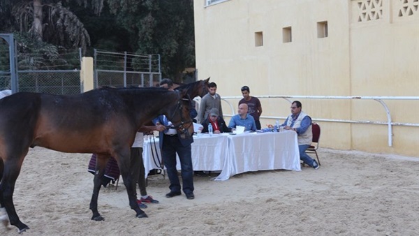 الكشف الطبي على خيول